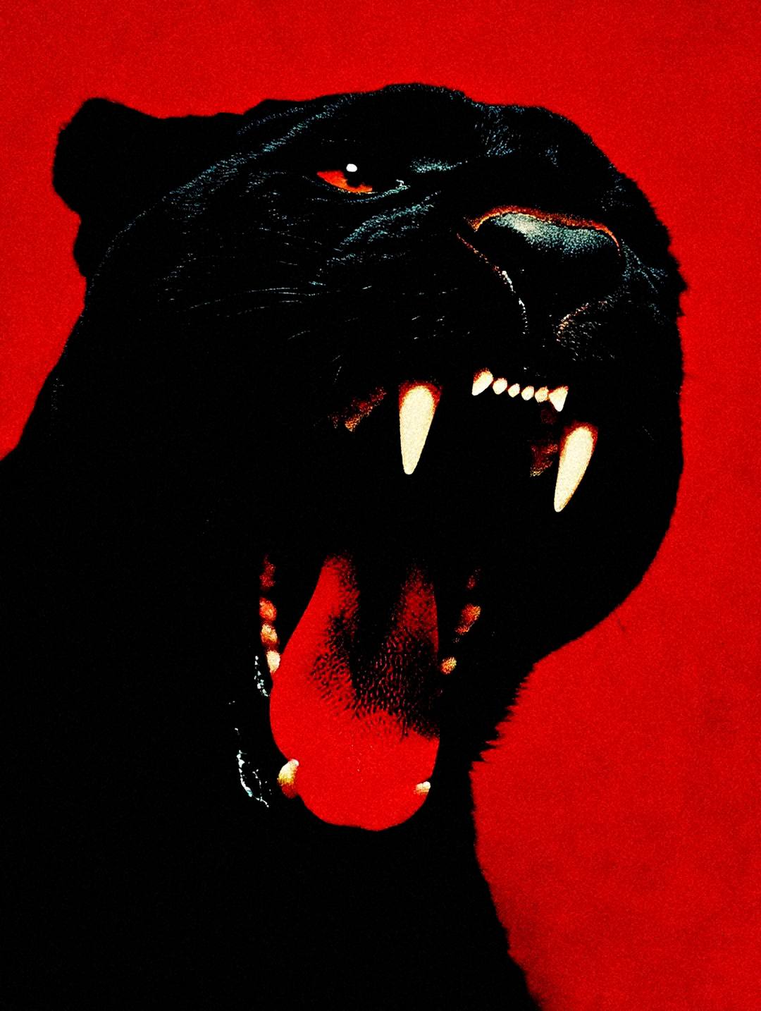 Pantera negra rugindo sobre fundo vermelho