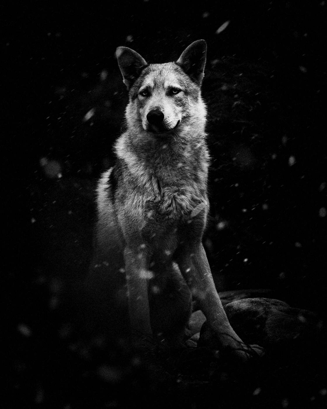 Lobo de pé na neve, à noite
